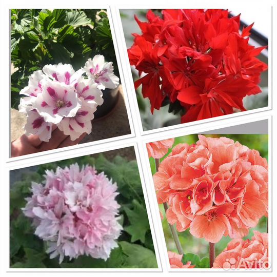 Герань пеларгония