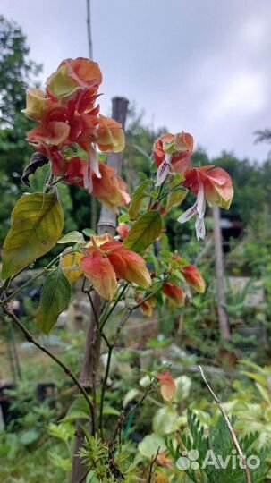 Белопероне