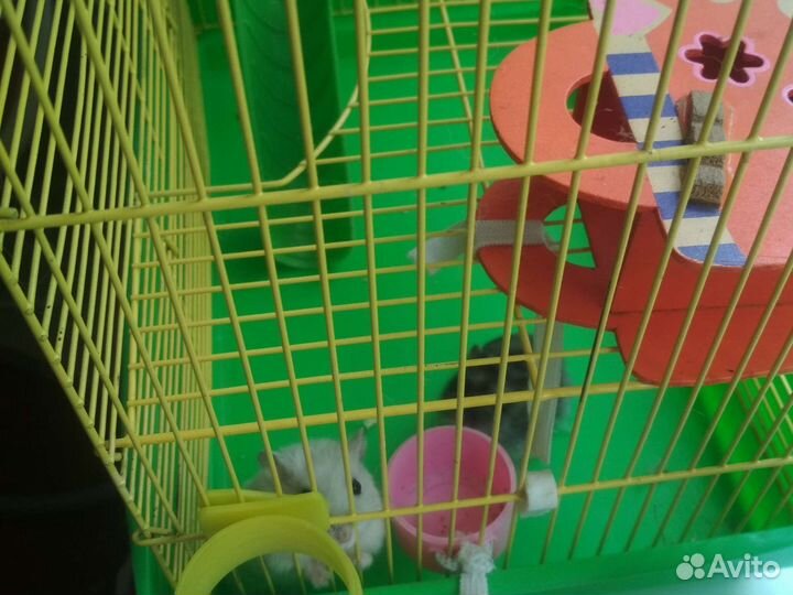 Хомяк с клеткой