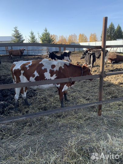 Коровы подсосные