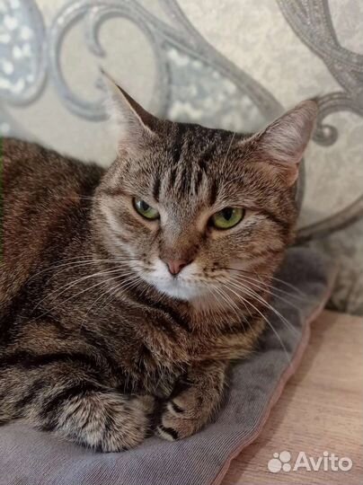 Кошка Марфуша