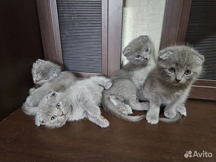 Британские вислоухие котята