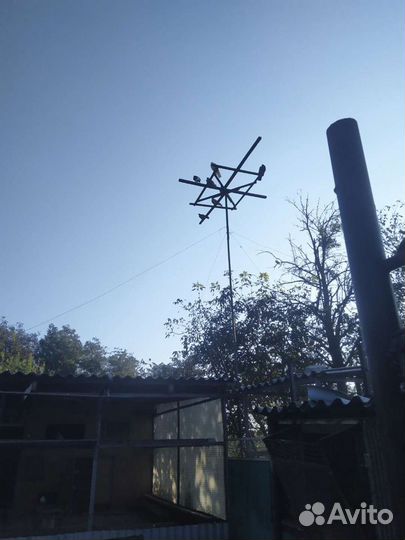 Продам широкохвостых голубей