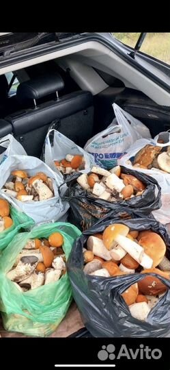 Грибы свежие подосиновики