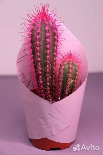 Эхинокактус