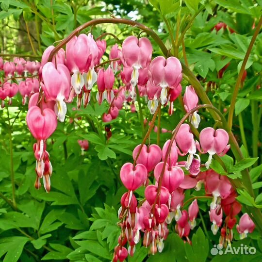 Дицентра (разбитое сердце) великолепная Крупномеры