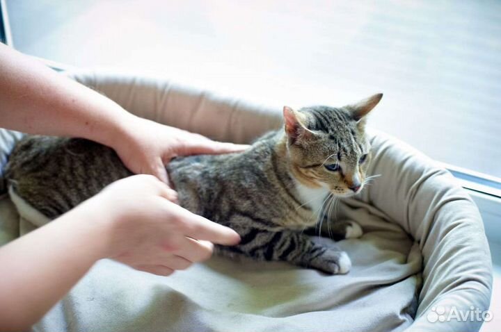 Томчик в добрые руки