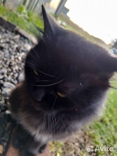 Взрослый кот