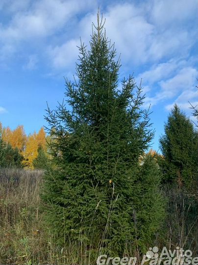 Ель обыкновенная