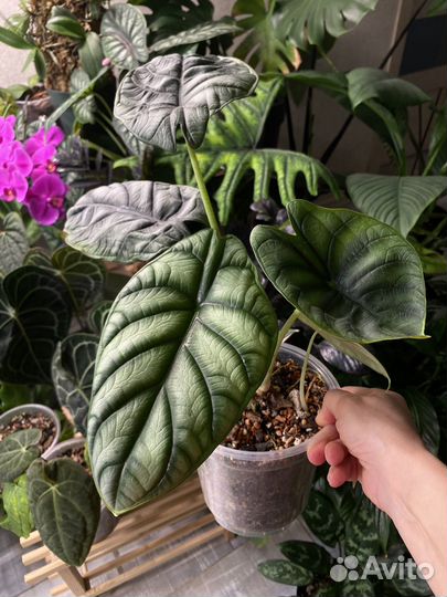 Алоказия сильвер дракон