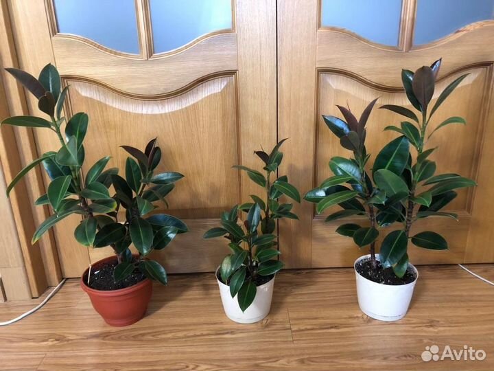 Фикус Эластика Тинеке Мелани