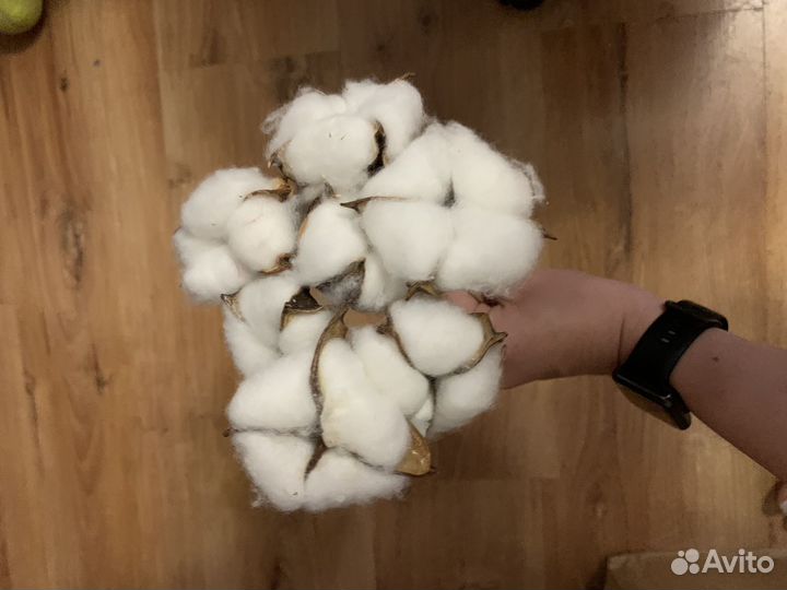 Хлопок сухоцвет