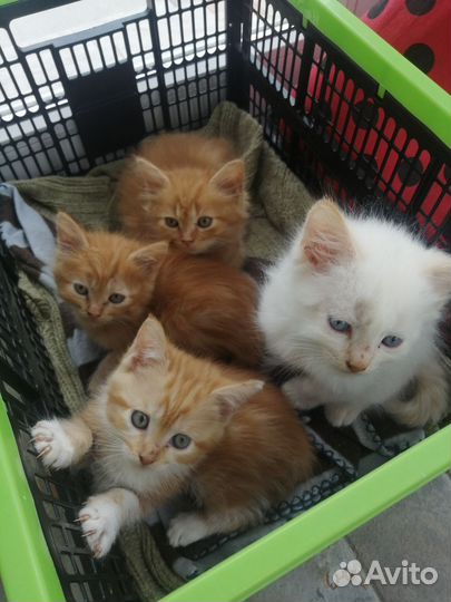 Котята отдам в добрые руки