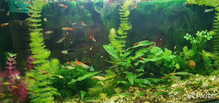 Аквариумные рыбки гуппи