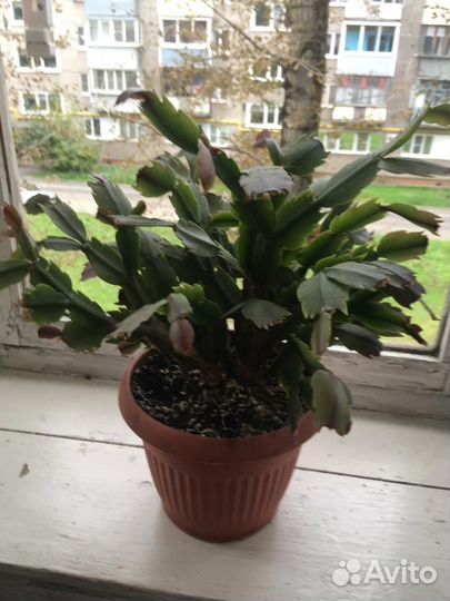 Декабрист розово-белый с горшочком