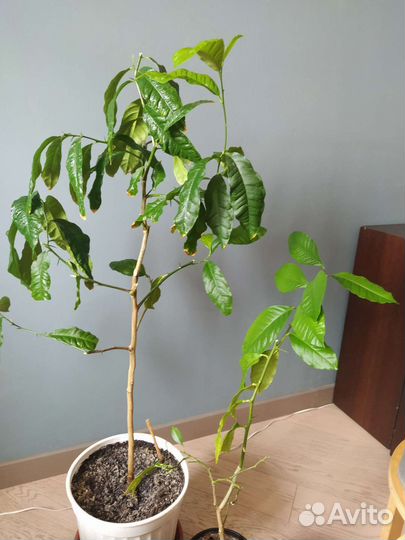 Лимонное дерево