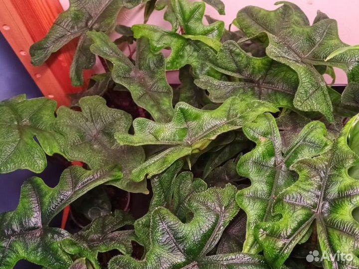 Редкие детки адоказий новый привоз