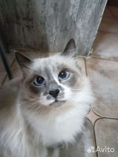 Котенок Невской Маскарадной