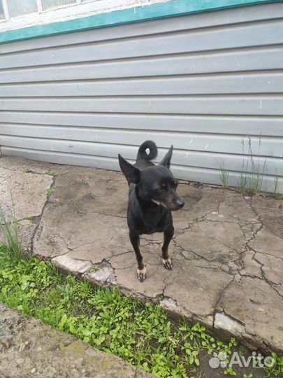 Домашние животные бесплатно собаки