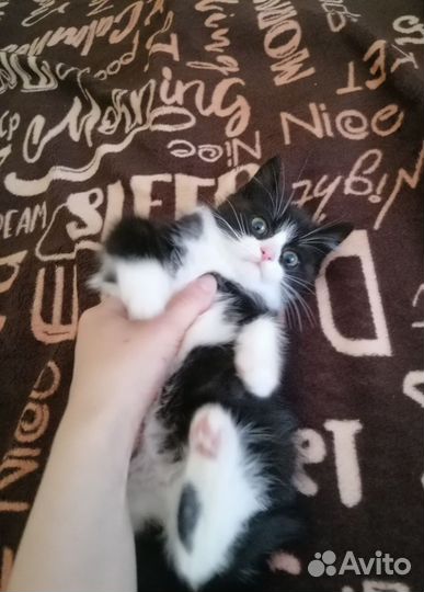 Котенок мальчик