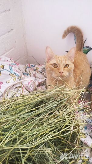 Сено для домашних животных