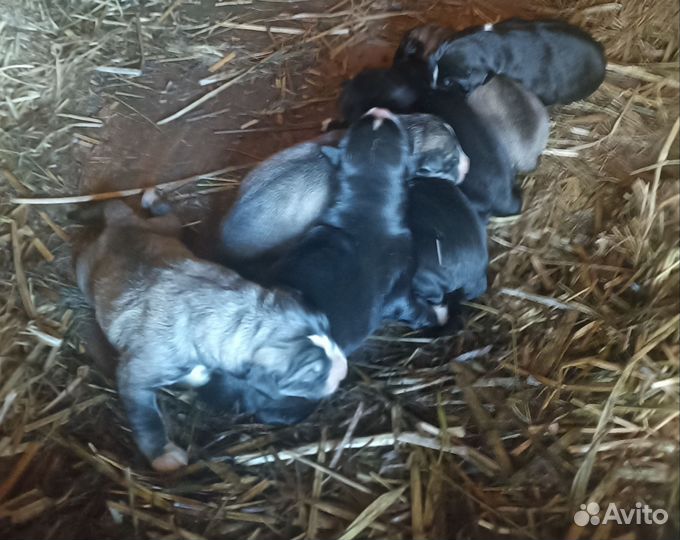 Щенки алабая