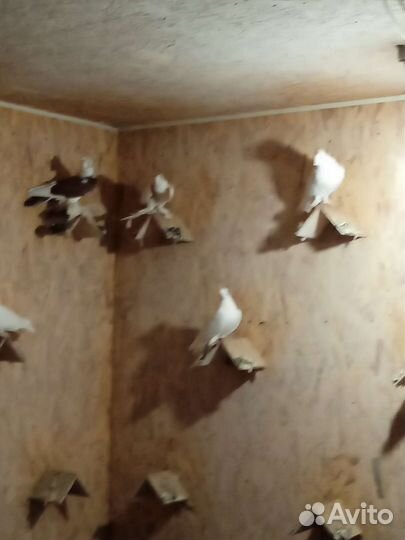 Андежанцы белые