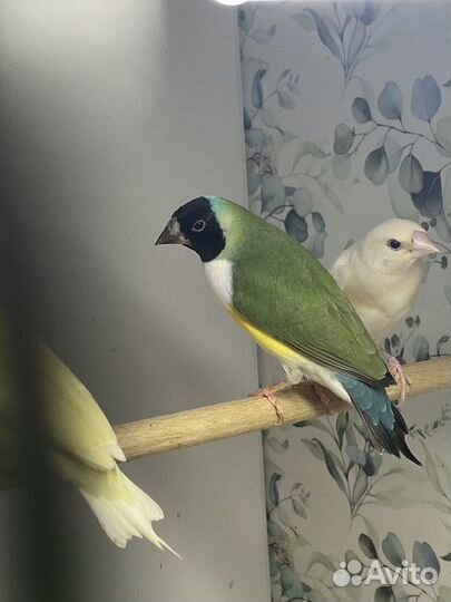 Амадина гульда 2 самочки