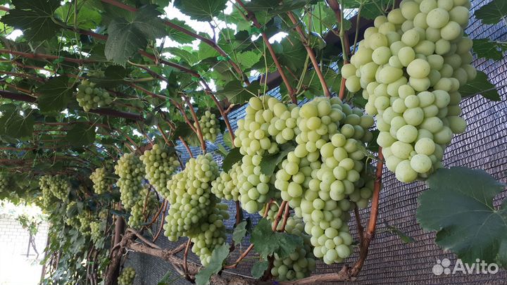 Саженцы винограда