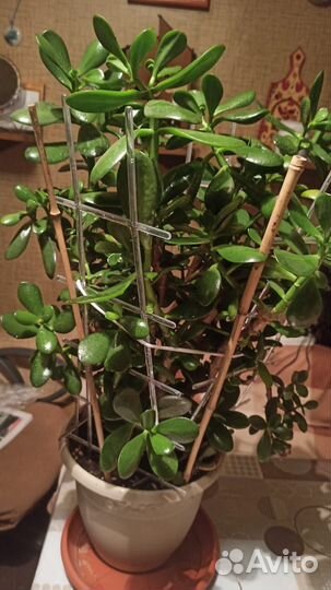 Денежное дерево, крассула, толстянка