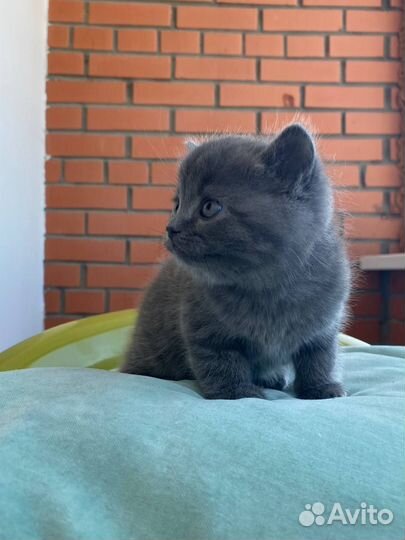 Британская кошечка