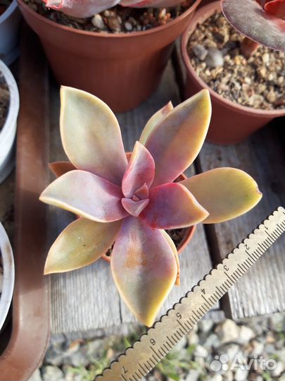 Суккуленты