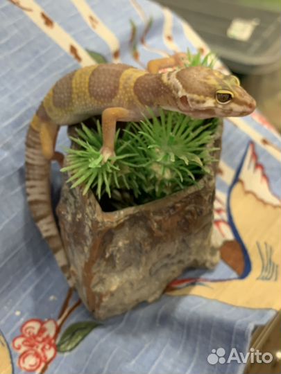 Ящерица эублефар