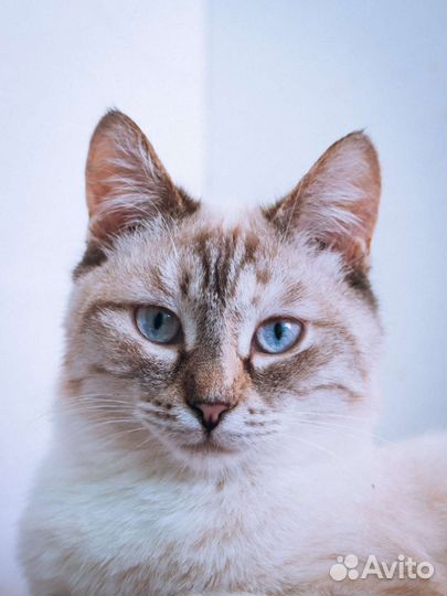 Кошки бесплатно