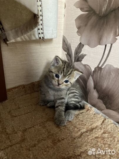 Кошки бесплатно