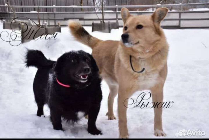 Собака в добрые руки