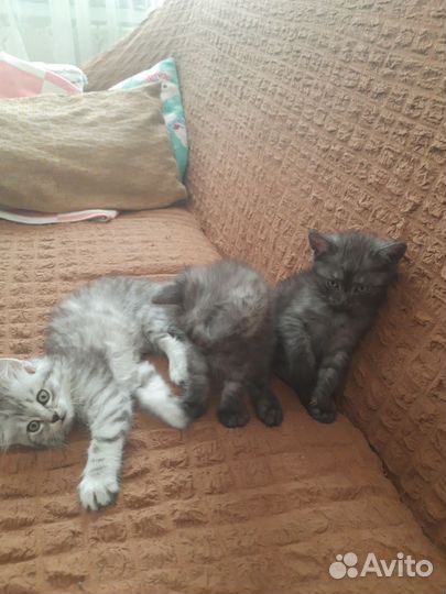 Котята в добрые руки приучены к лотку