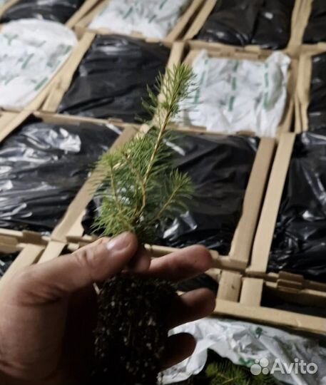 Саженцы сосны обыкновенной зкс
