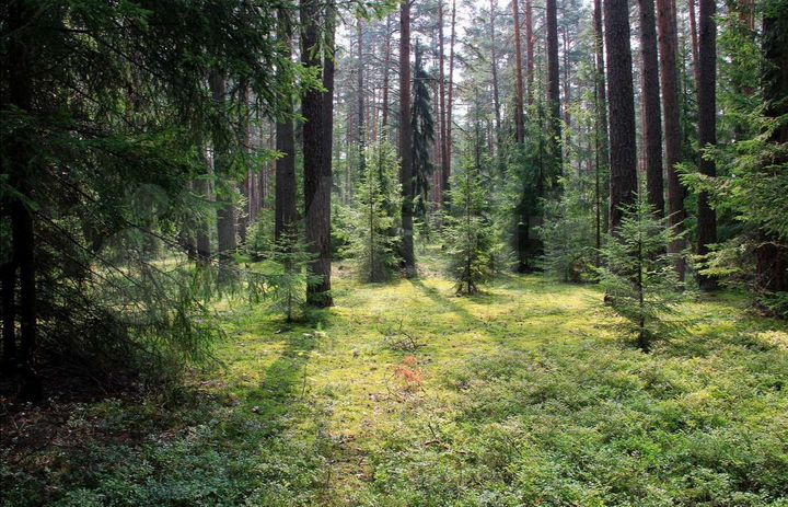 Участок 100 сот. (СНТ, ДНП)