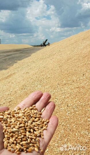 Зерно пшеница