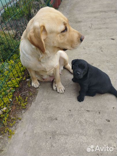 Щенки лабрадора
