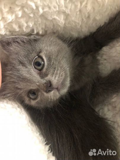 Котенок девочка в добрые руки