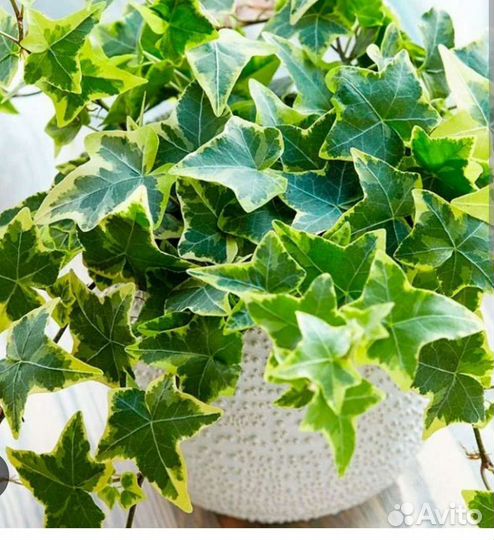 Плющ Хедера