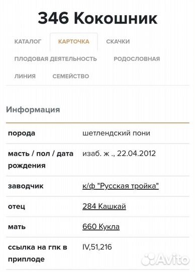 Жеребец пони на случку