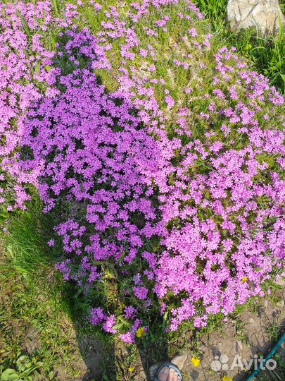 Флокс шиловидный