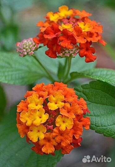 Пилея, колокольчик Портеншлага и др