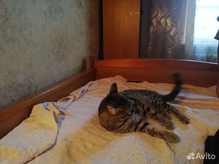 Кошка в дар бесплатно