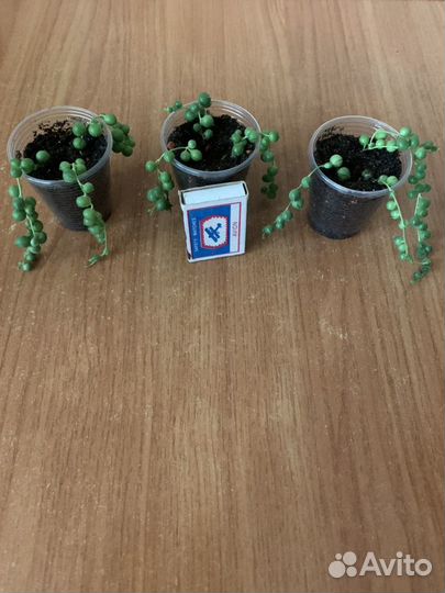 Крестовник Роули, Крестовник Герейна