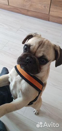 Мопс щенок