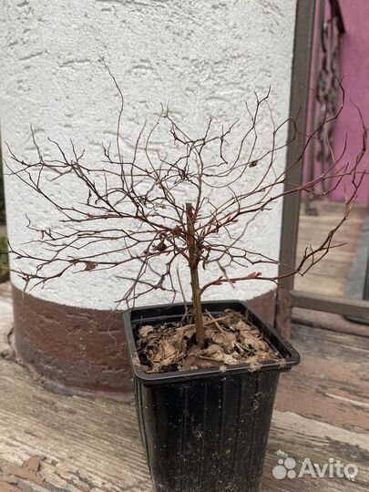 Спирея голден принцесс зкс